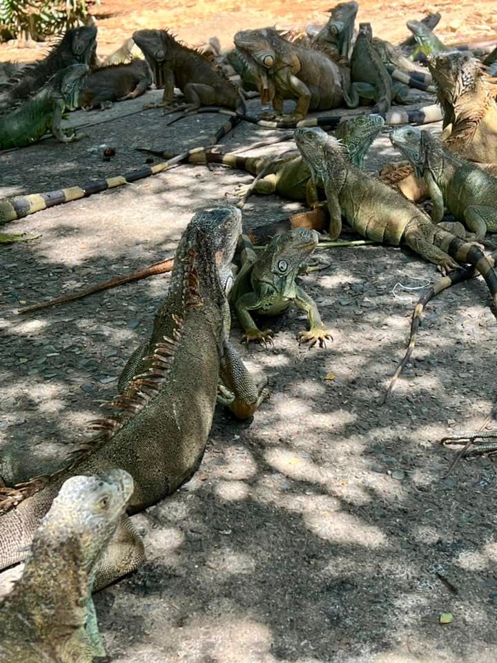 Iguana Farm & Animal Sanctuary